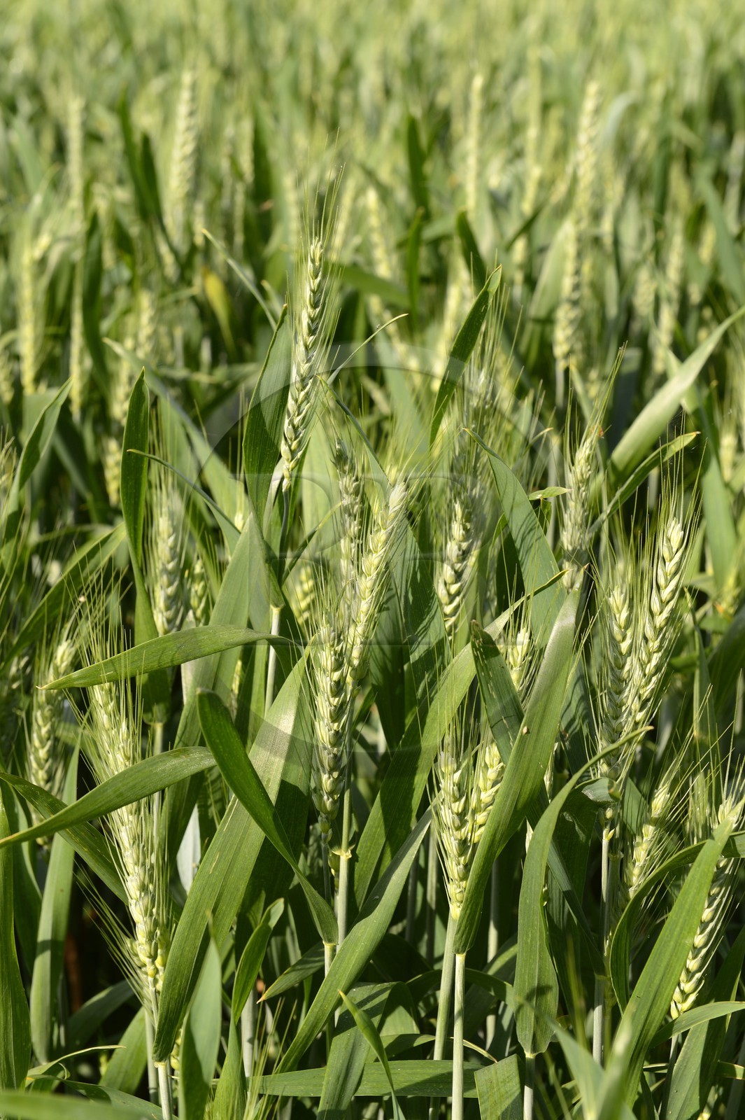 France, Finistere, wheat field