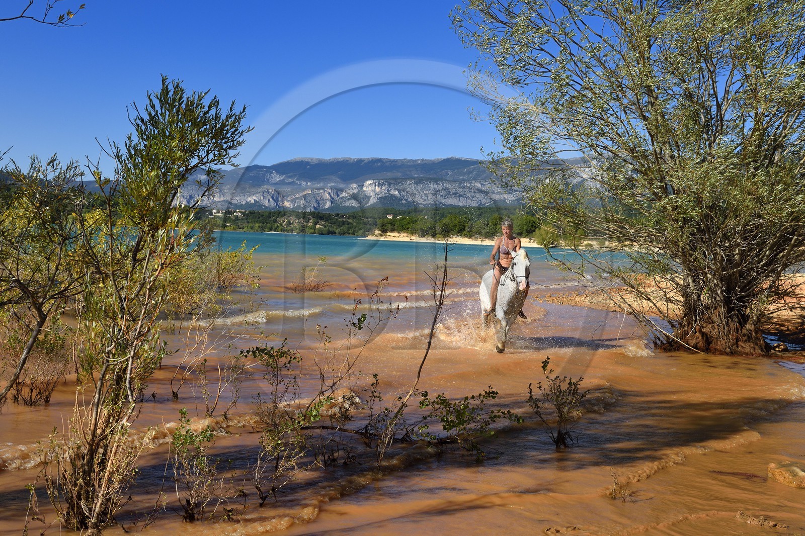France, Var, Parc Naturel Regional du Verdon, Lake St Croix, horseback riding with Verdon Equitation