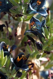 France, Var, Le Rayol Canadel sur Mer, Domaine du Rayol, Conservatoire du Littoral Estate compulsory mention, Jardin des Mediterranees designed by landscaper Gilles Clément, High altitude Chile garden, Pouya berteroniana