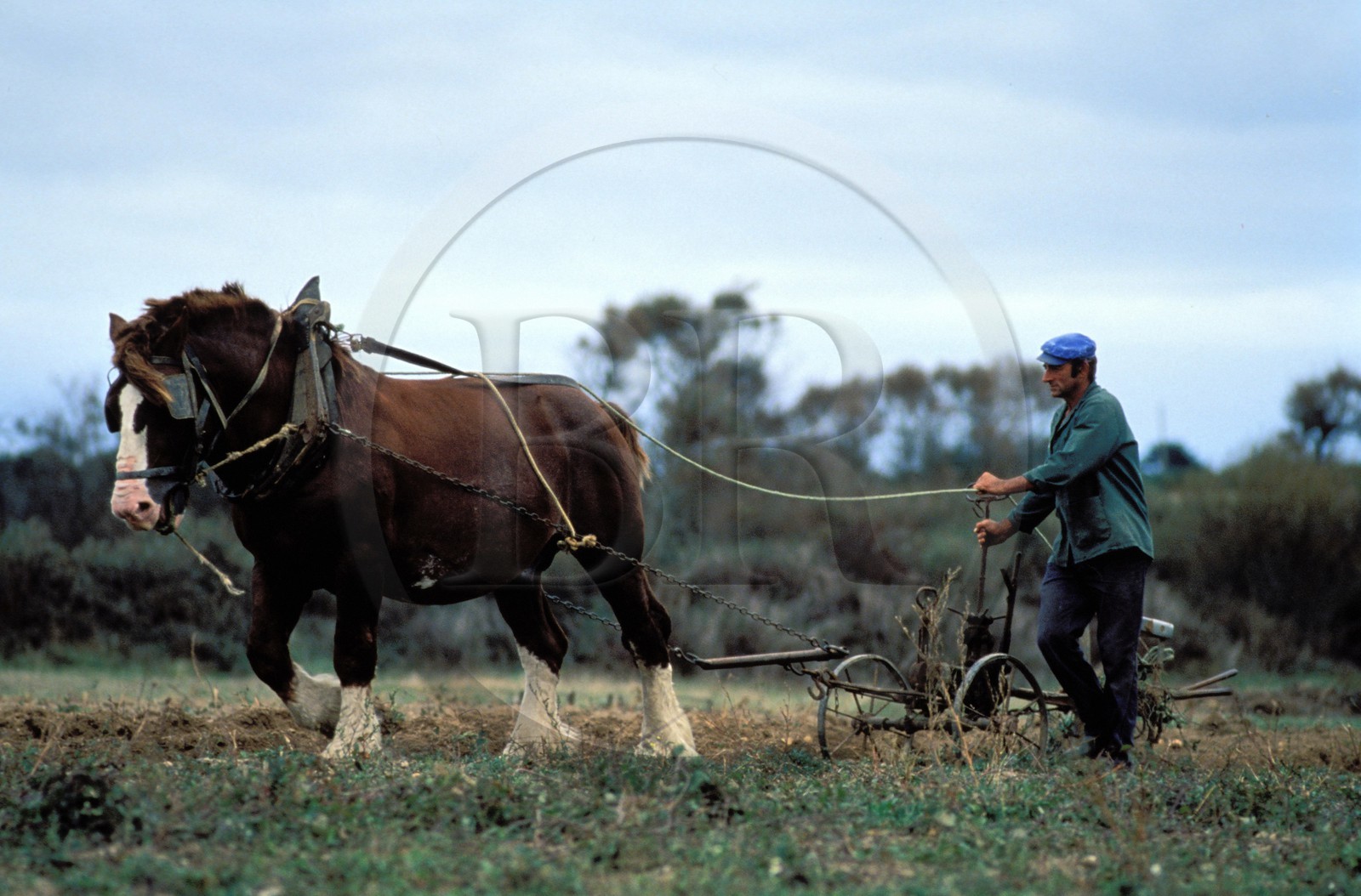 France, Morbihan, Belle Ile island, Rene Thomas, one of the last farmer to work with a horse