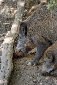 France, Var, Flassans-sur-Issole, wild boar (Sus scrofa) in the adventure park of Aoubré