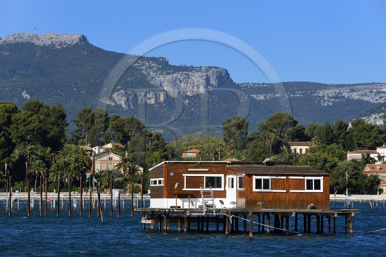 France, Var, the Rade (Roadstead) of Toulon, La Seyne-sur-Mer, mussels and oysters Park, aquaculture farm
