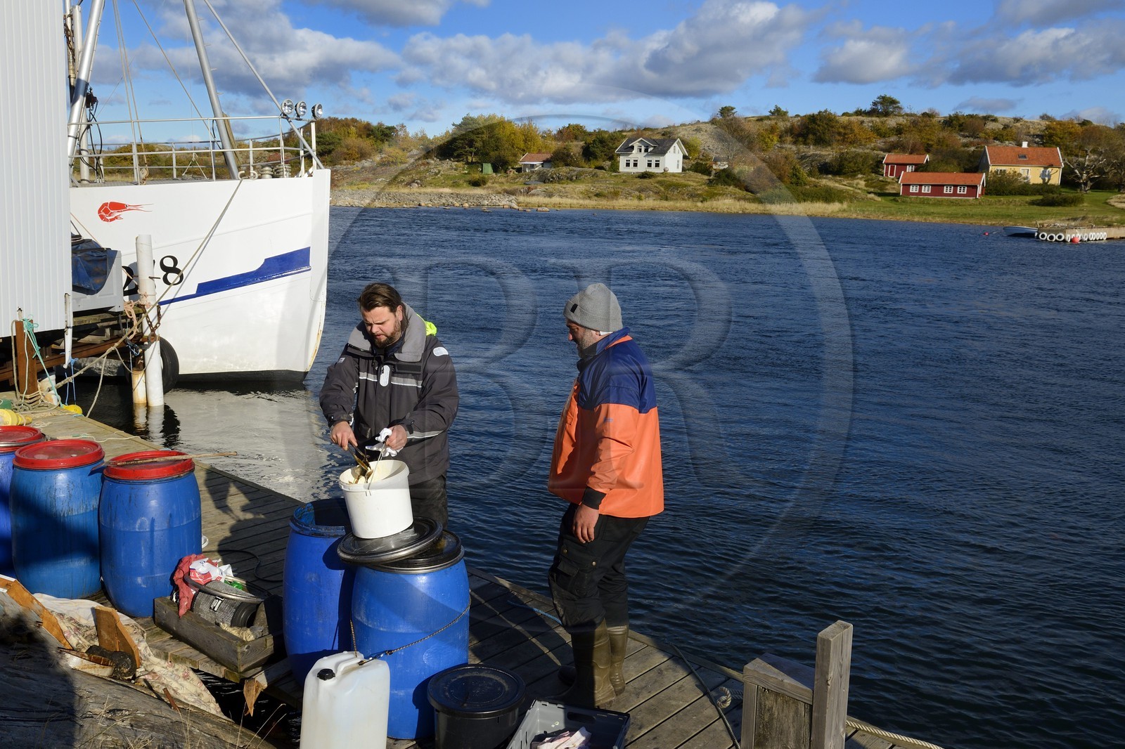 Sweden, Västra Götaland, Koster Islands, Sydkoster, Ekenäs port, preparing bait for lobster traps
