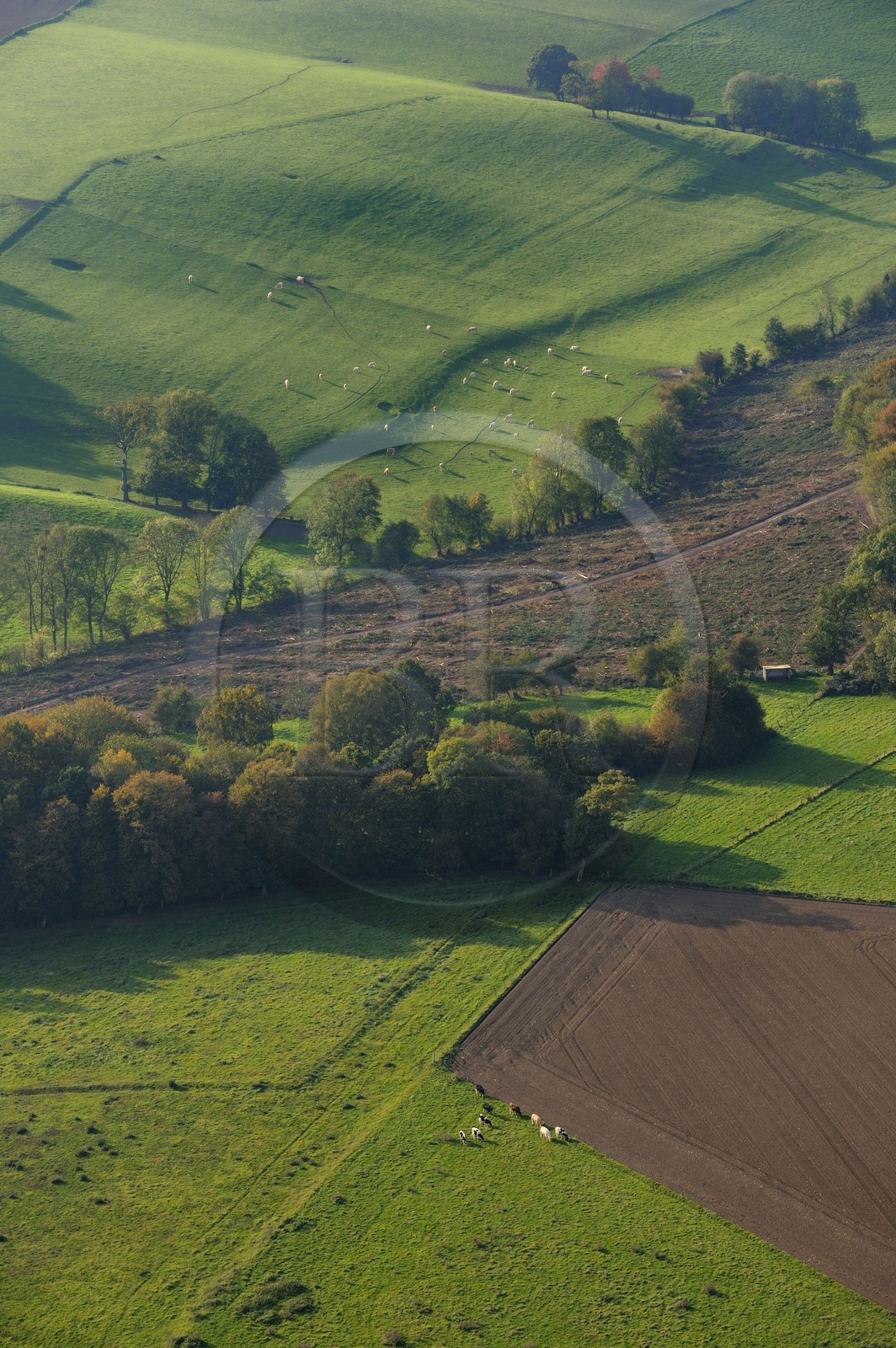 France, Seine-Maritime (76), Sainte-Foy, la campagne à l'automne (vue aérienne)