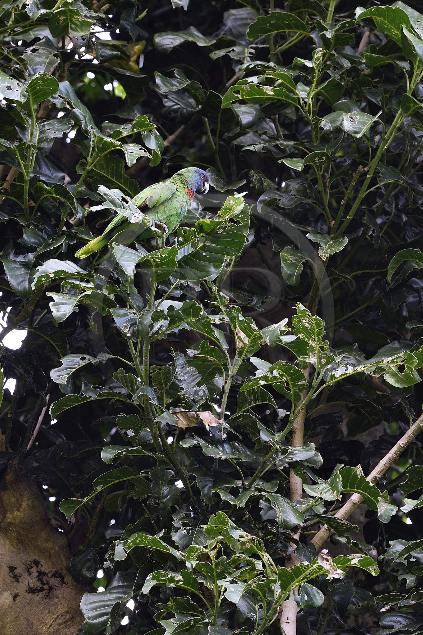 Caribbean, Dominica Island, Morne Diablotin National Park on the Waitukubuli hiking trail that crosses the island, Jaco, the red-necked amazon (Amazona arausiaca) is an amazon parrot endemic to Dominica