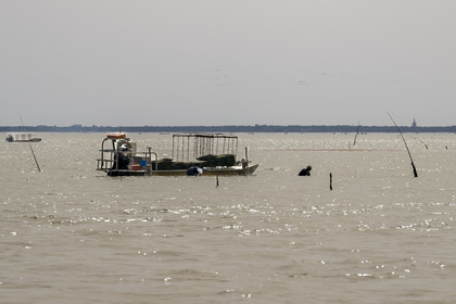 France, Charente Maritime, Oleron island, Dolus d’Oléron, maintenance of oyster beds in the Marennes-Oléron basin in the Pertuis d'Antioche at low tide