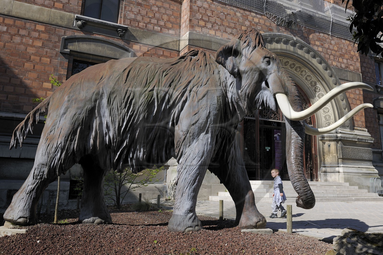 France, Paris (75), Jardin des Plantes, Museum National d'Histoire Naturelle, mammouth devant la Galeries de Paléontologie et d'Anatomie comparée