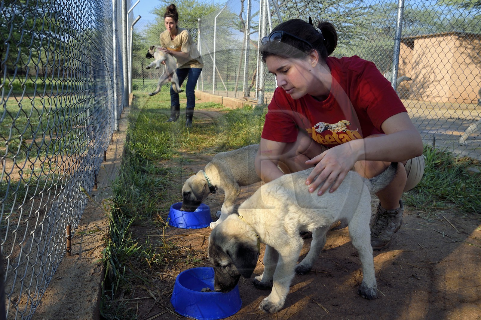 Namibie, Otjiwarongo, Cheetah Conservation Fund, centre de recherche et d'éducation, le Livestock Guarding Dog Program (programme chien de garde du bétail) du CCF a été très efficace pour réduire les taux de prédation et ainsi aussi l'inclinaison des agriculteurs à piéger ou tirer sur des guépards, élevage de chien Berger d'Anatolie aussi connu sous le nom de Kangal