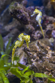 Espagne, Catalogne, Barcelone, Port Vell, l'aquarium, Hippocampe long-nez (Hippocampus reidi)