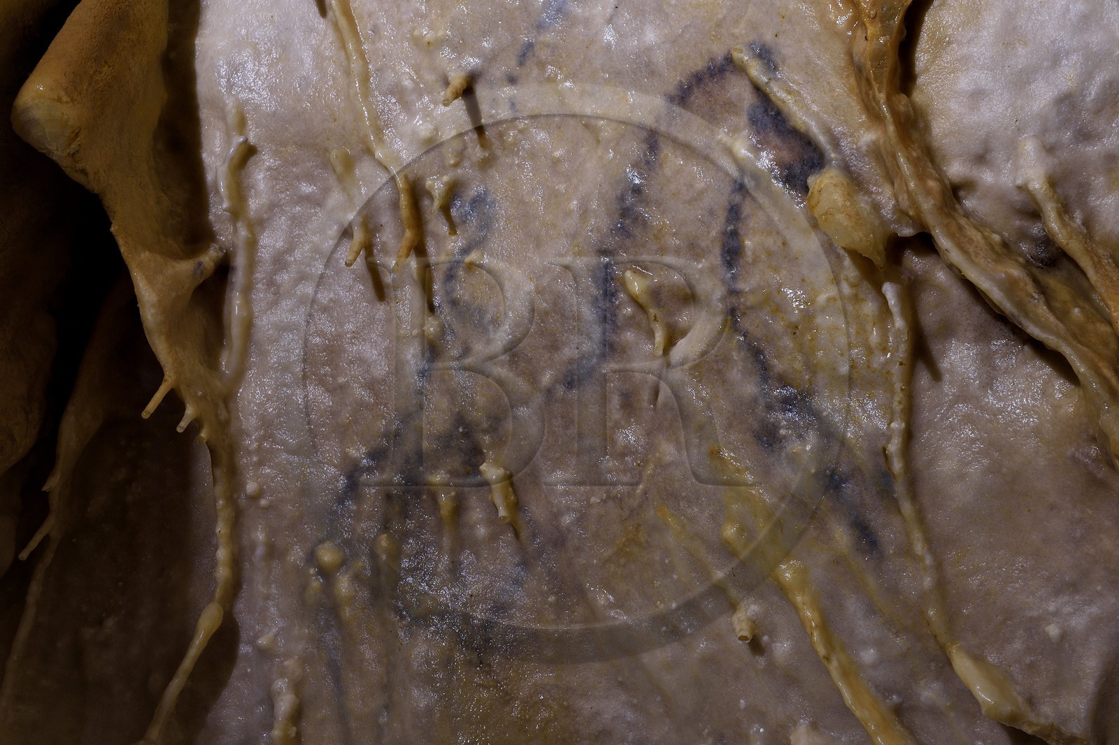France, Dordogne (24), Périgord Vert, Villars, Grotte de Villars, dessin paléolithique au dioxyde de manganèse surnommé le Petit Cheval bleu datant d' environ 17000 ans (Magdalénien)