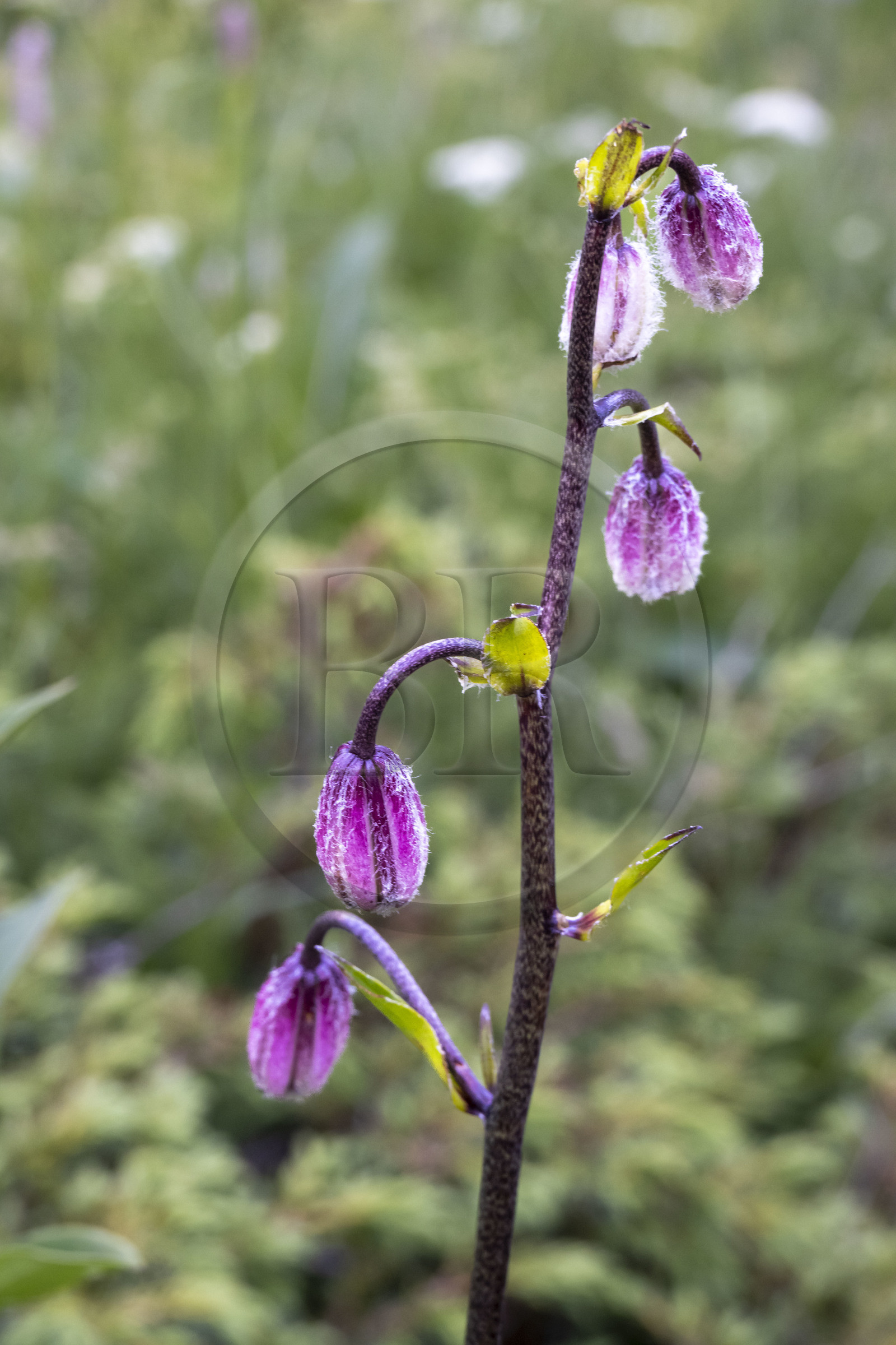 France, Alpes-Maritimes (06), parc national du Mercantour, Haute-Vésubie, Saint-Martin-Vésubie, Val du Haut Boréon, Lis martagon (Lilium martagon)