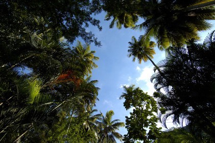 Caraïbes, Sainte-Lucie, la forêt dans le jardin botanique