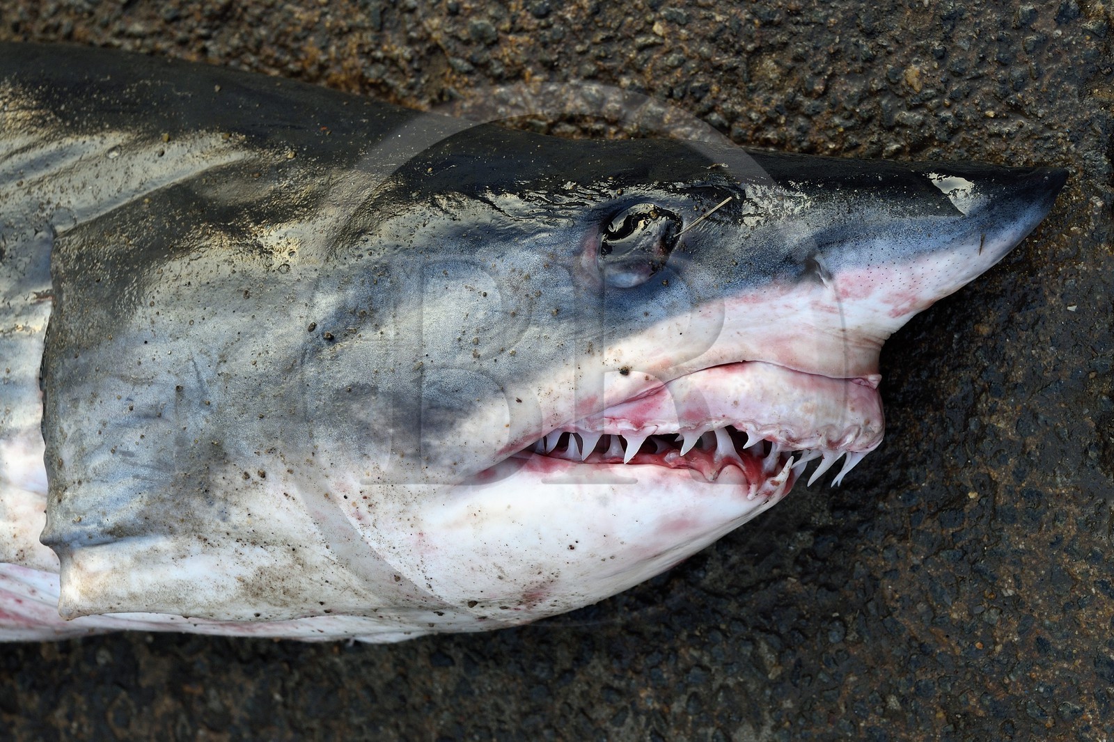 Sri Lanka, Province du Sud, Matara (district), Weligama, port de pêche de Mirissa, requin