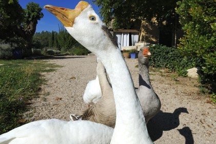 France, Var, Provence Verte (Green Provence), Bras village next to Saint Maximin, Le Peyrourier Bed & Breakfast, une campagne en Provence, snow geese