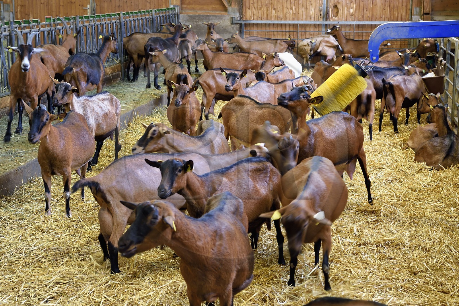 France, Bas Rhin, Northern Vosges Regional Natural Park, Obersteinbach, the goat farm at La Ferme du Steinbach, automatic brushing of goats