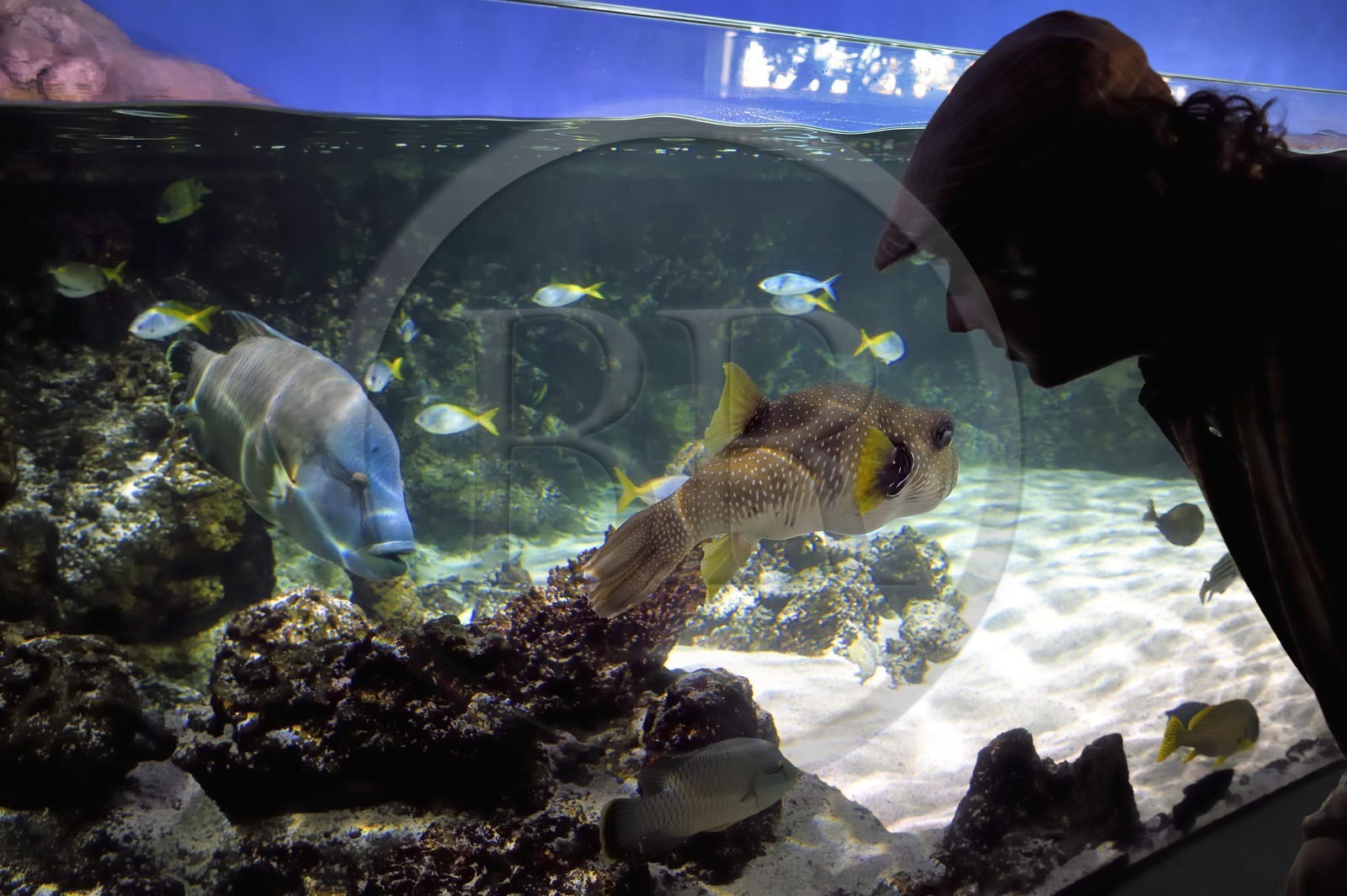 France, Charente-Maritime (17), La Rochelle, Aquarium La Rochelle, Mention obligatoire, zone indo-pacifique, le lagon, napoléon ou labre géant (Cheilinus undulatus) à gauche et Poisson ballon à taches blanches (Arothron hispidus)