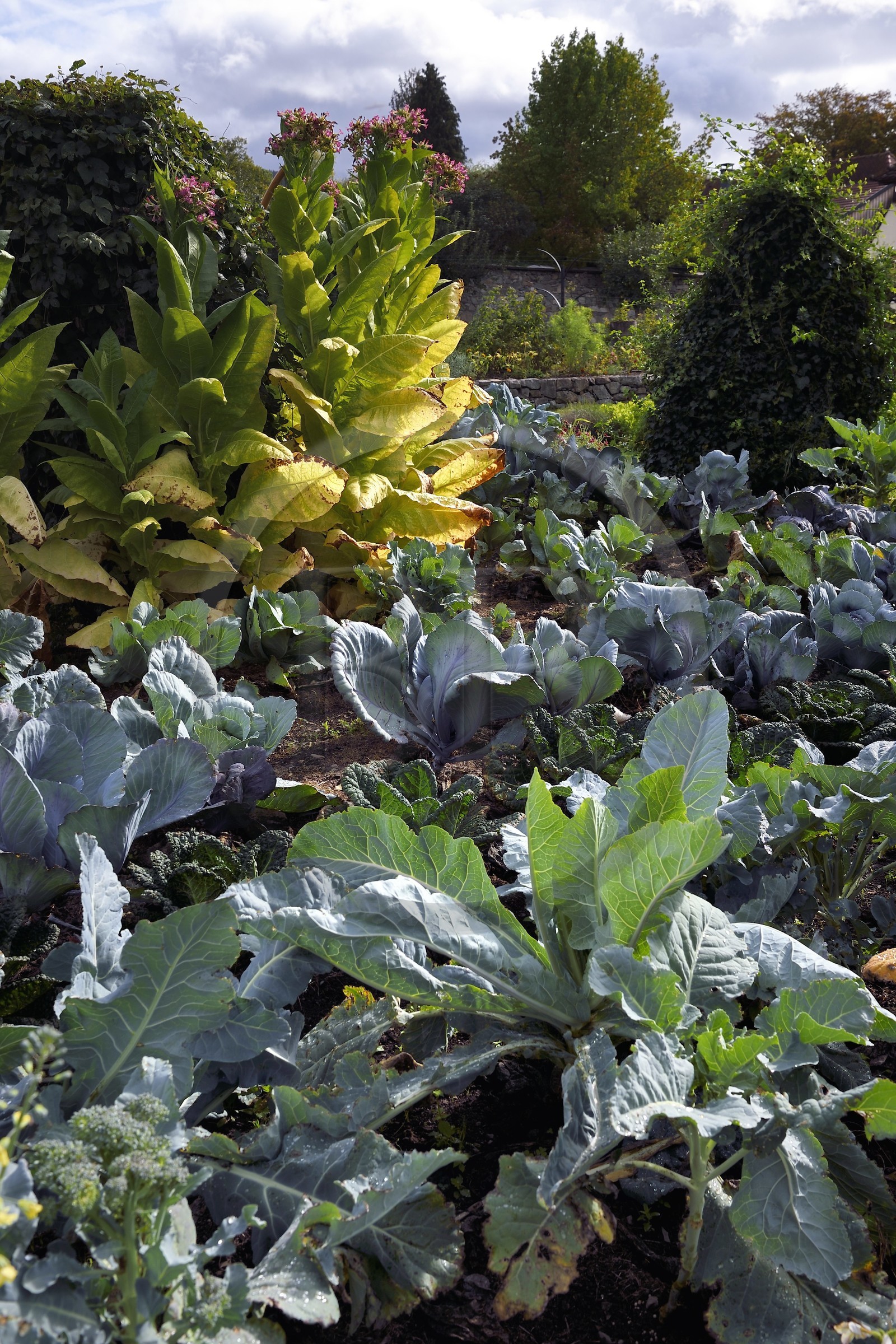 France, Haut Rhin, Husseren Wesserling, Wesserling Textile Museum Park, organic vegetable garden mixing vegetables and flowers