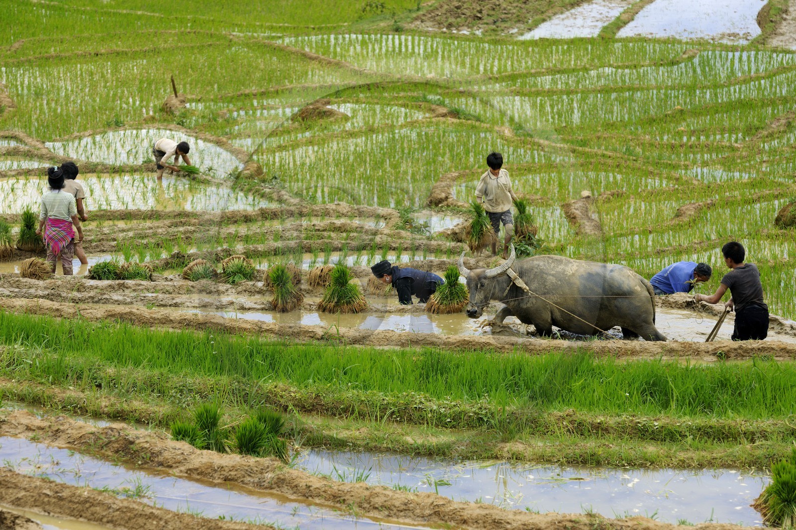 Vietnam, Lao Cai province, Sapa district, Ta Phin valley,  rice plantations in terraces by the Black Hmong minority group