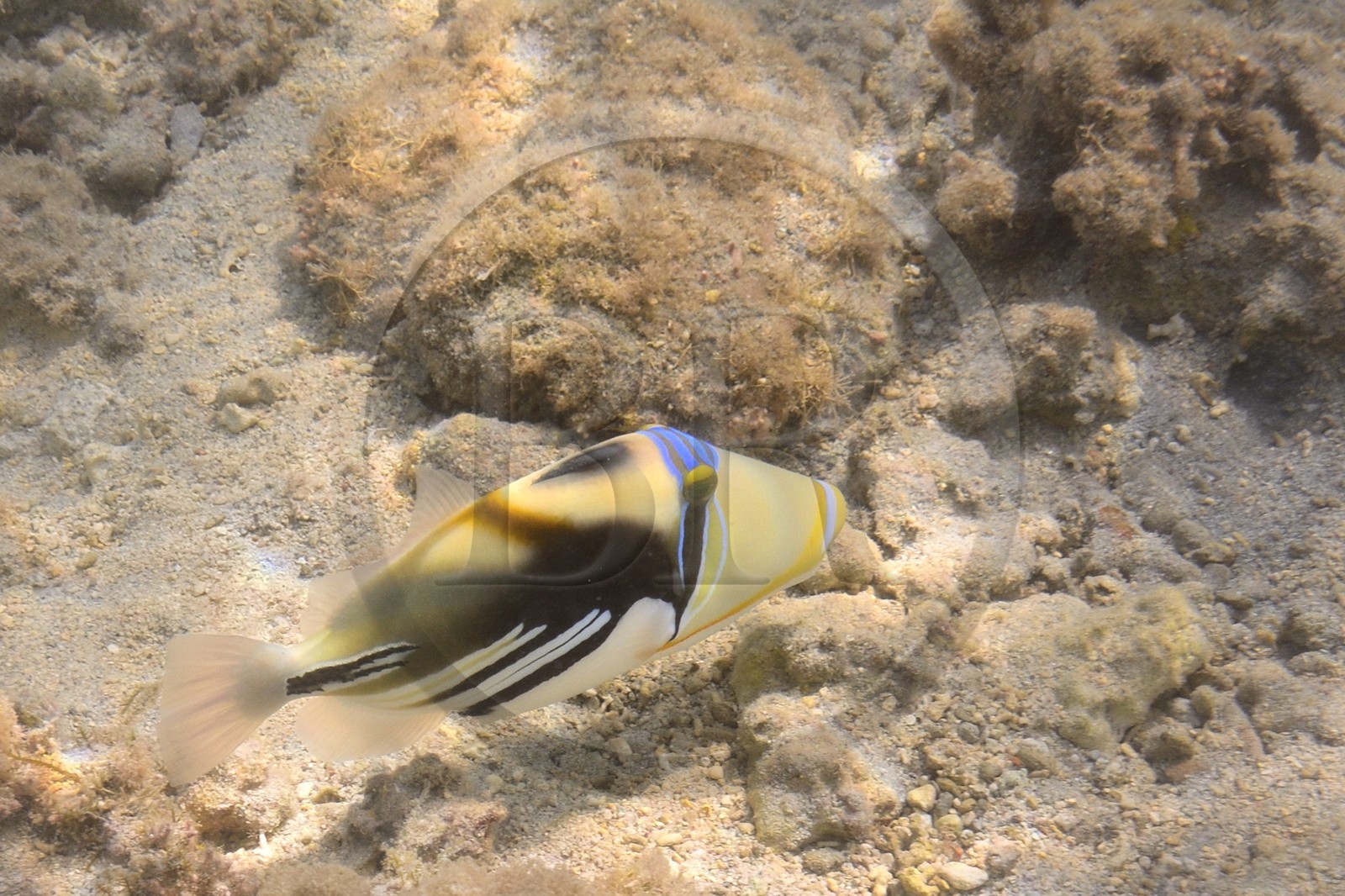France, Ile de la Reunion, Côte Ouest, Saint-Gilles-Les-Bains (commune de Saint-Paul), le récif corallien du lagon de l'Ermitage et de La Saline-Les-Bains, baliste-Picasso (Rhinecanthus aculeatus) (vue sous-marine)
