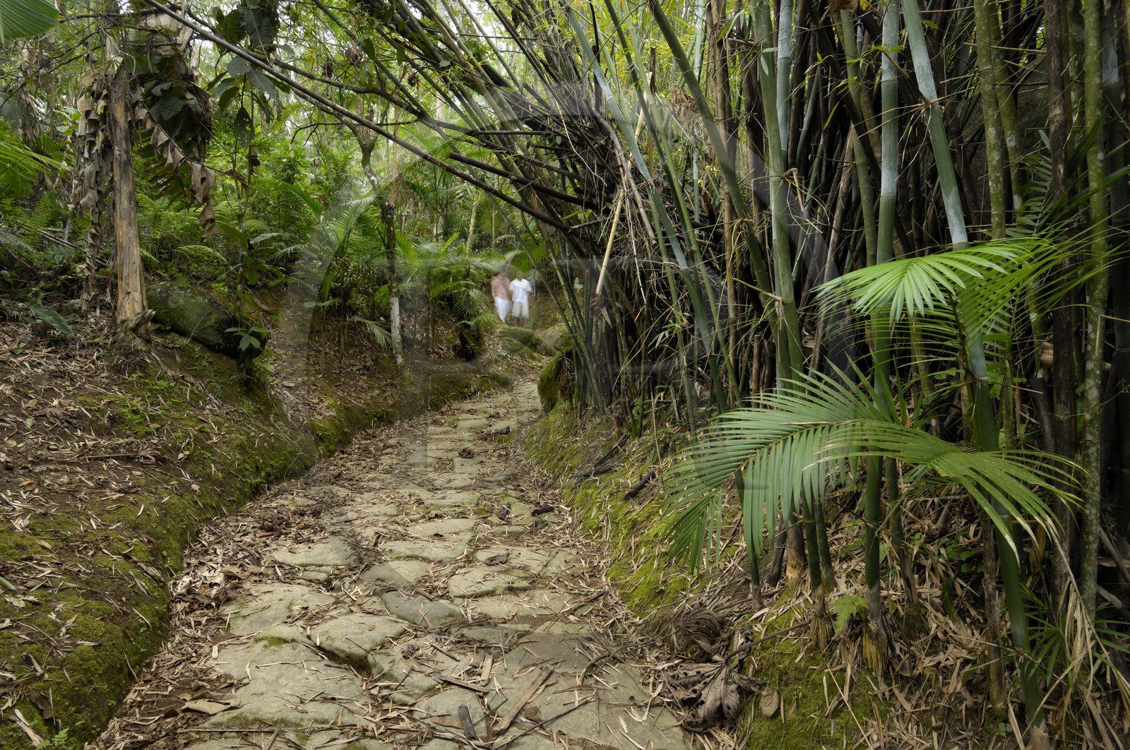 Brésil, Etat de Rio de Janeiro, Paraty, ancienne route de l'or (Estrada Real)