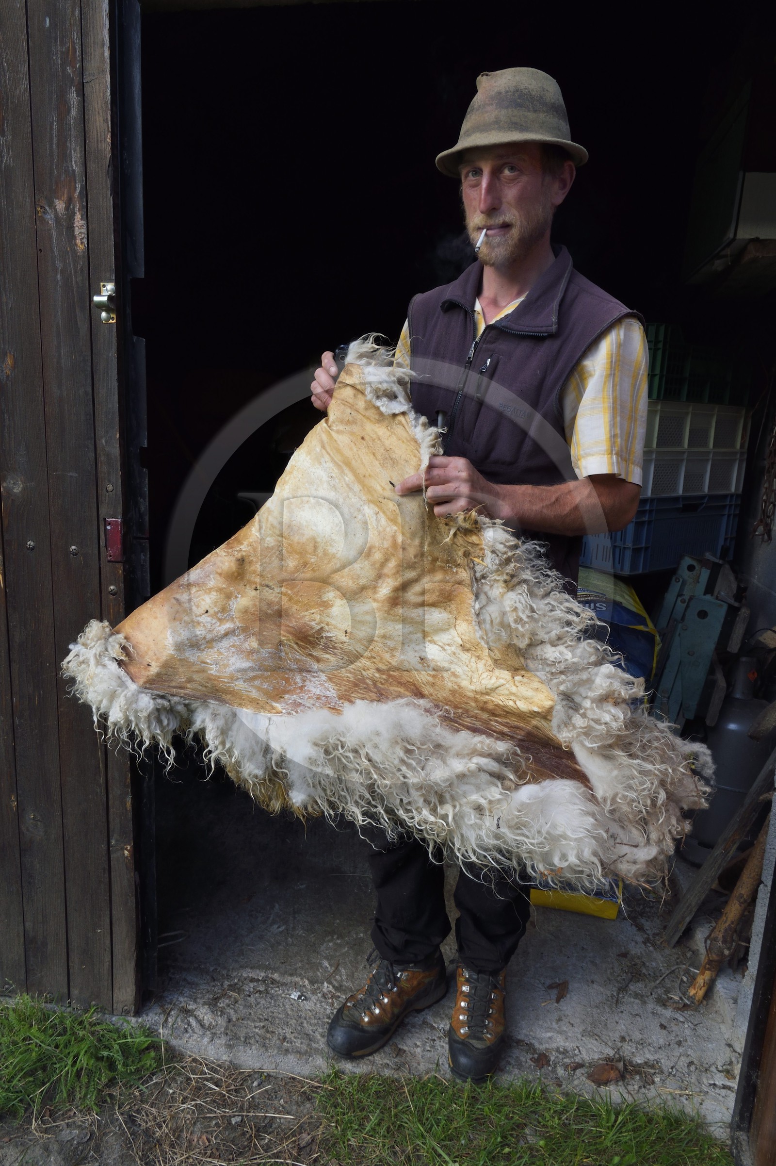 France, Alpes-Maritimes, Roya Valley (Nice hinterland), at the foot of the Mercantour National Park, Tende, Casterino in the Casterine valley, the shepherd Georges Giordano holds a Thones-Marthod sheep skin that serves as saddlecloth