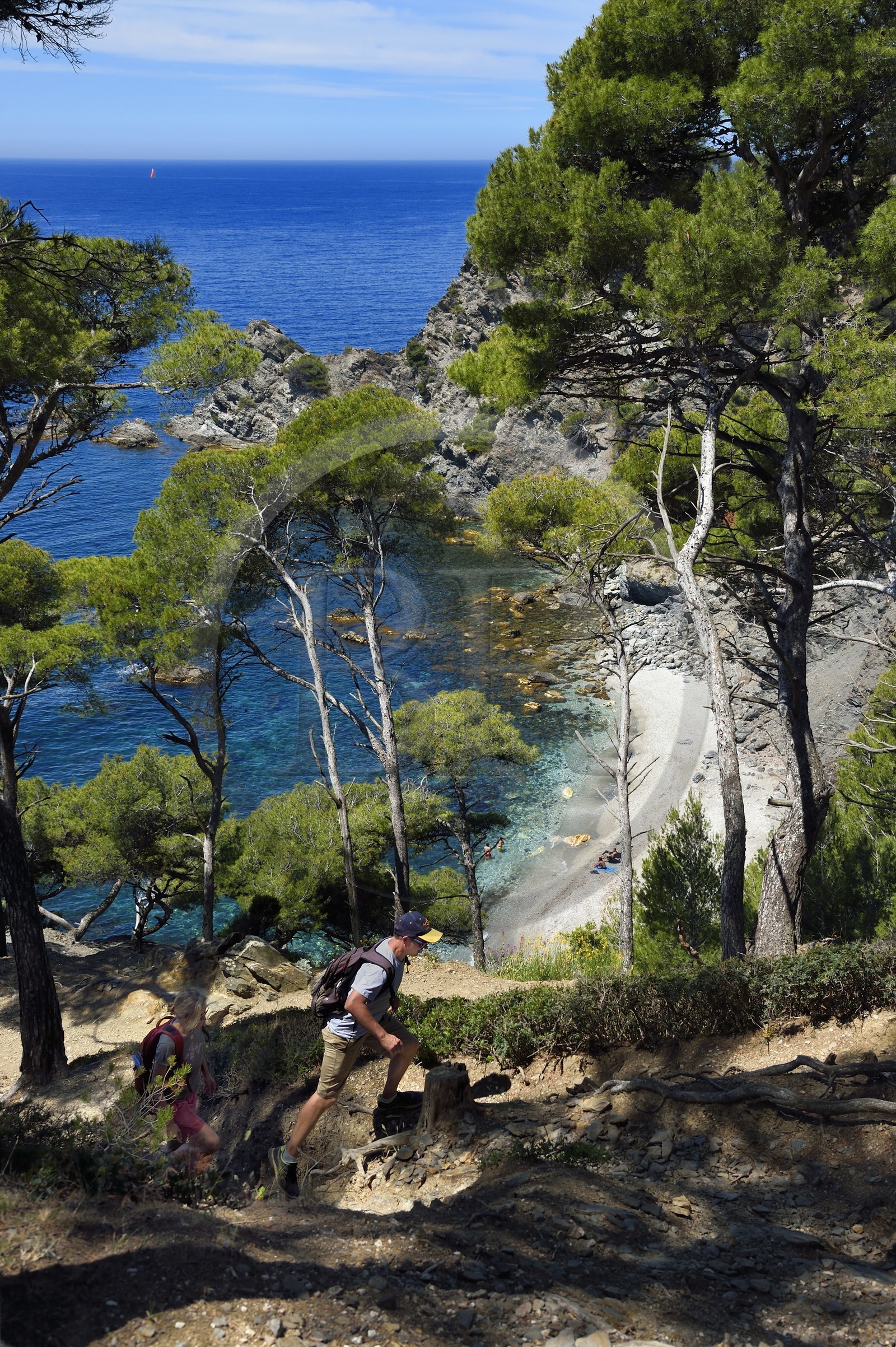 France, Var (83), Six-Fours-les-Plages, randonnée dans le massif du Cap Sicié, plage du Mont Salva vers Le Brusc