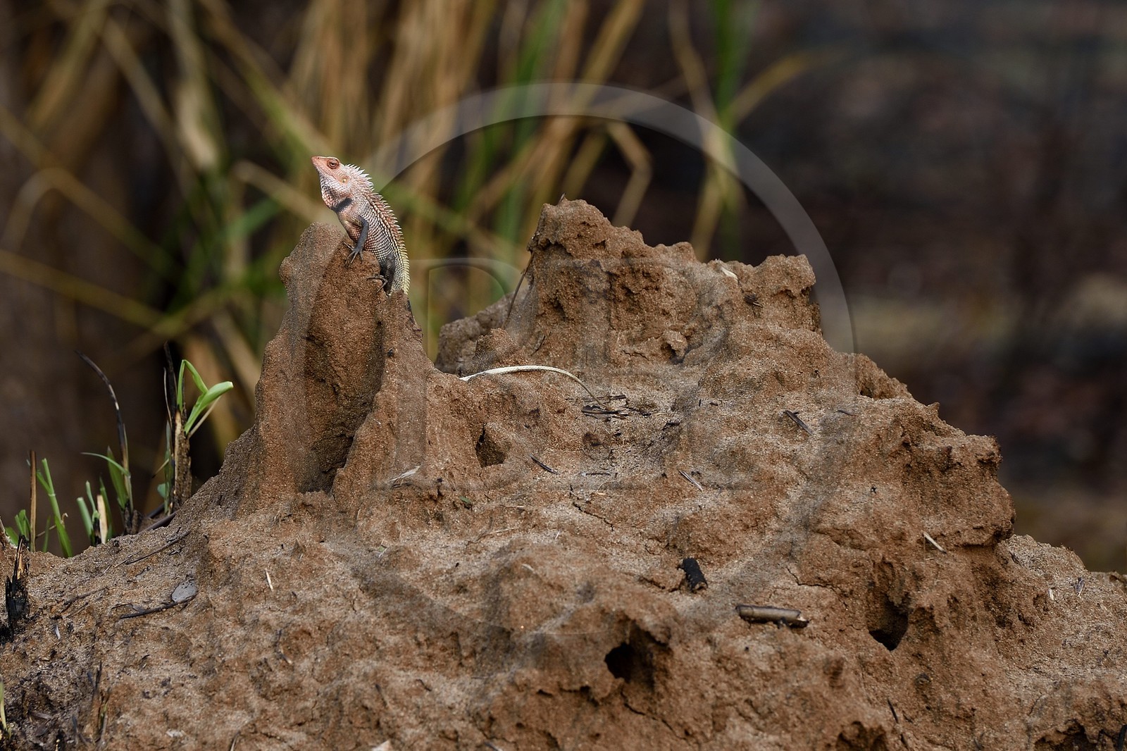 Sri Lanka, province centrale, district de Matale, Sigiriya, caméléon sur une termitière