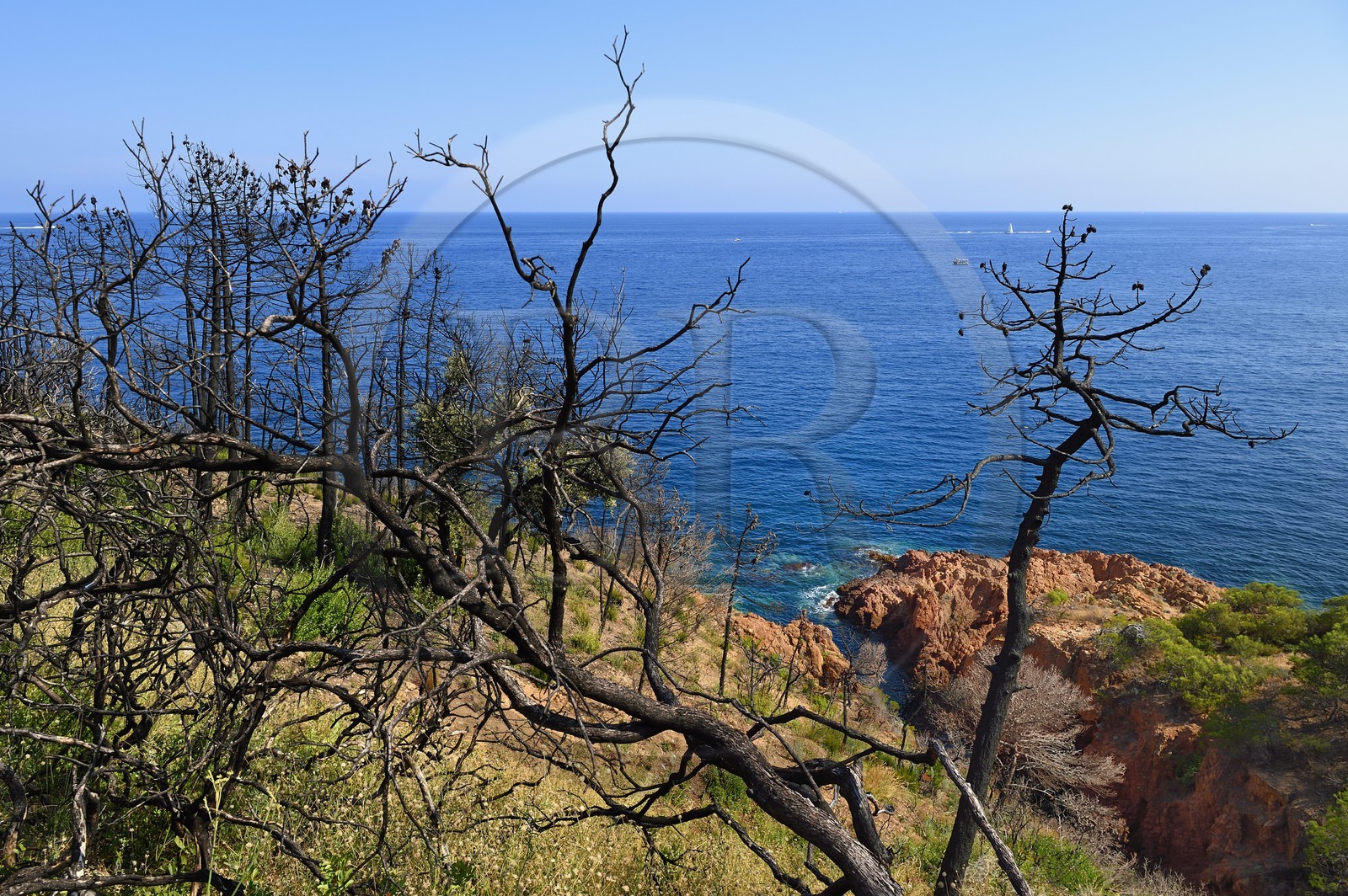 France, Var, Agay area next to Saint-Raphael, Massif de l'Esterel (Esterel Massif), Massif of Cap Roux, the Corniche d'Or, trees burnt by fire mext to the creek of Saint-Barthélemy