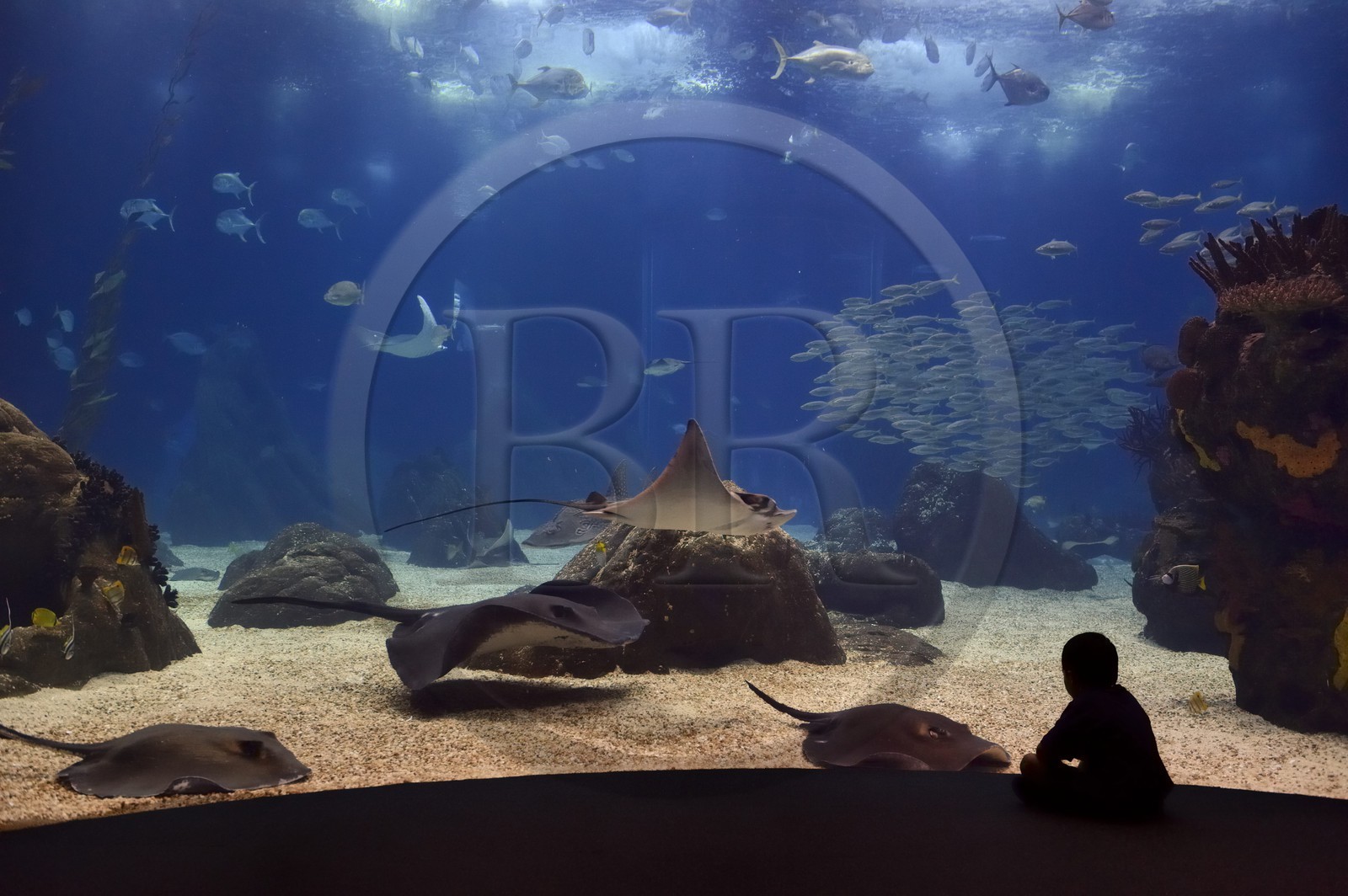 Portugal, Lisbonne, Parque das Nações (Parc des nations) construit pour l'exposition universelle de 1998, Oceanário (Oceanarium), aquarium