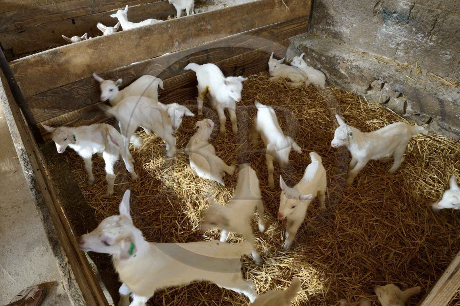 France, Loire (42), Parc Naturel Régional du Pilat, Pélussin, production par le GAEC de la Cabriole du fromage de chèvre Rigotte de Condrieu AOC, chevreaux de 2 à 3 jours