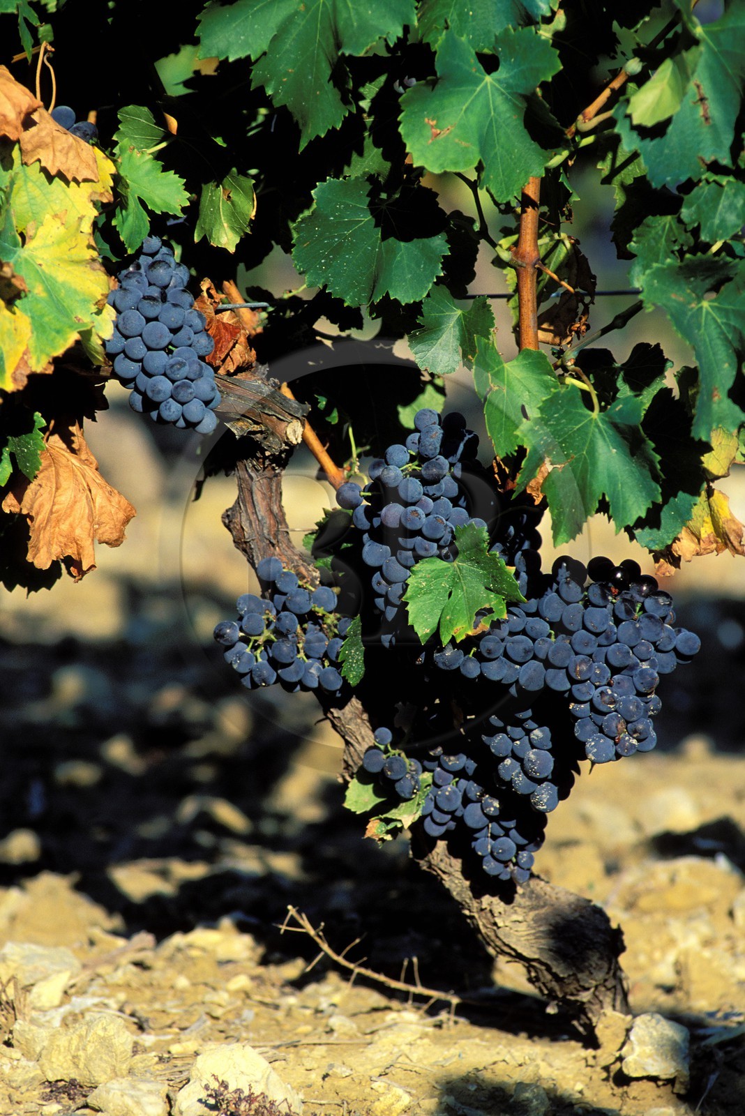 France, Vaucluse, cote du Rhone vineyard (Comtat Venaissin)