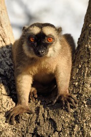 France, Ile de Mayotte, Grande-Terre, Kani-Keli, le Jardin Maoré à la plage de N’Gouja, Lémur fauve (Eulemur fulvus mayottensis) appelé aussi maki