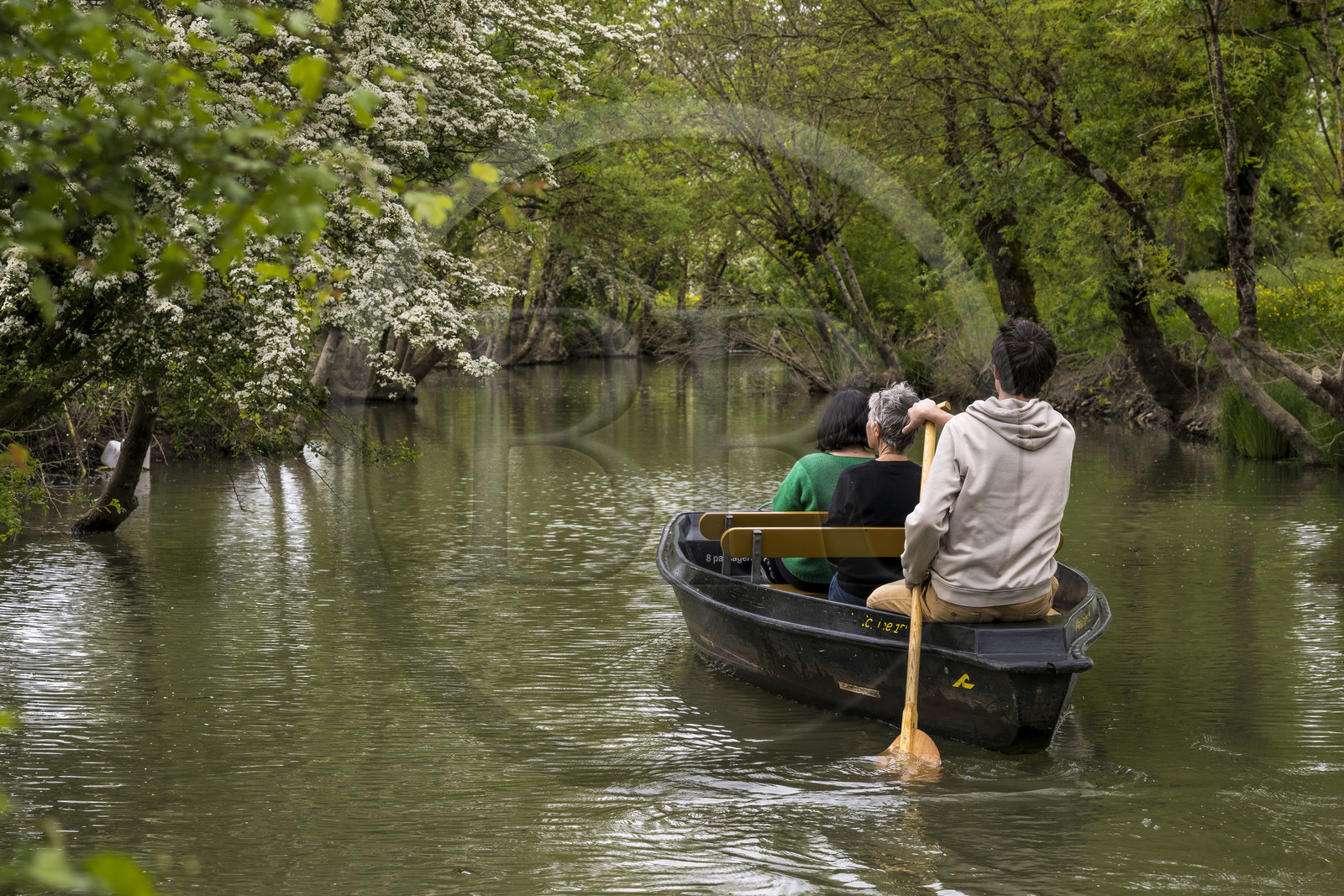 France, Vendée (85), Parc Interrégional du Marais Poitevin labellisé Grand Site de France, Maillezais, batelier effectuant une promenade en barque dans les conches sur les affluents de l'Autise