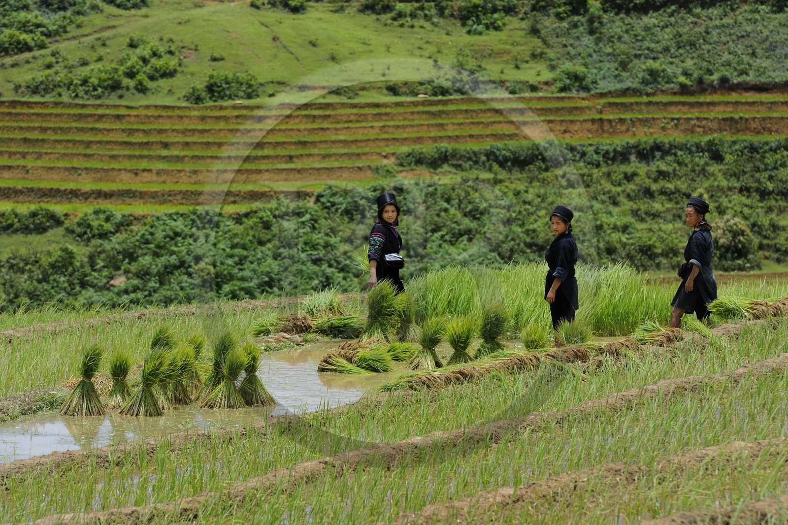 Vietnam, province de Lao Cai, région de Sapa, vallée de Ta Phin, culture de rizières en terrasses, femmes de la minorité Hmong Noir effectuant le repiquage du riz