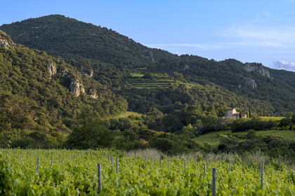 France, Vaucluse (84), Dentelles de Montmirail, Le Barroux, le vignoble en restanques et la garrigue