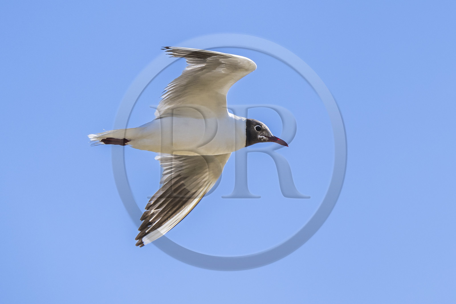 France, Vendee, Noirmoutier island, Barbatre, black-headed gull (Chroicocephalus ridibundus)