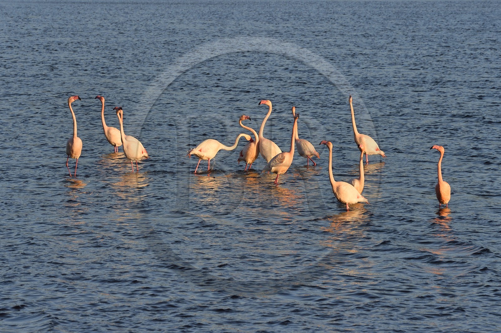 France, Aude (11), Narbonne, les Corbières, Gruissan, Flamants roses (Phoenicopterus roseus)