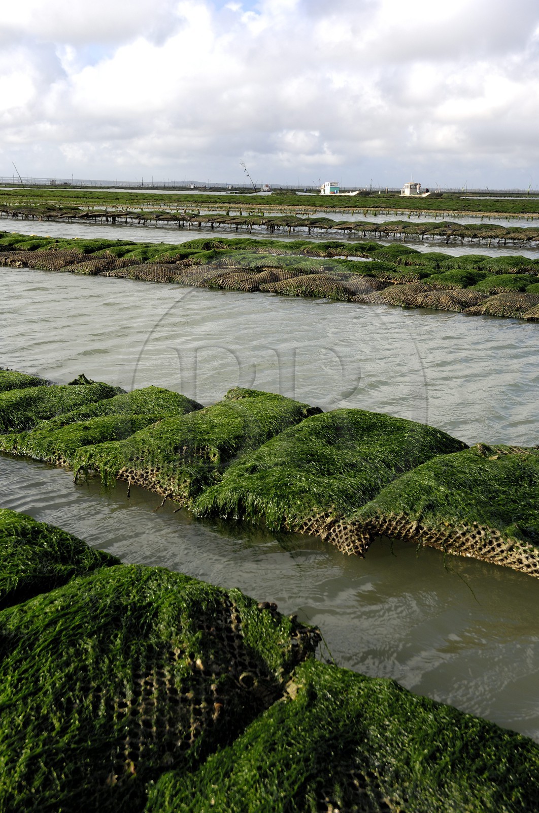 France, Charente-Maritime (17), le bassin Marrennes-Oléron au large de l'Ile d'Oléron, les parcs à huîtres