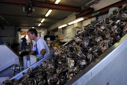 France, Hérault (34), Bouzigues, étang de Thau, exploitation conchylicole de la famille Roques à La Catonniere