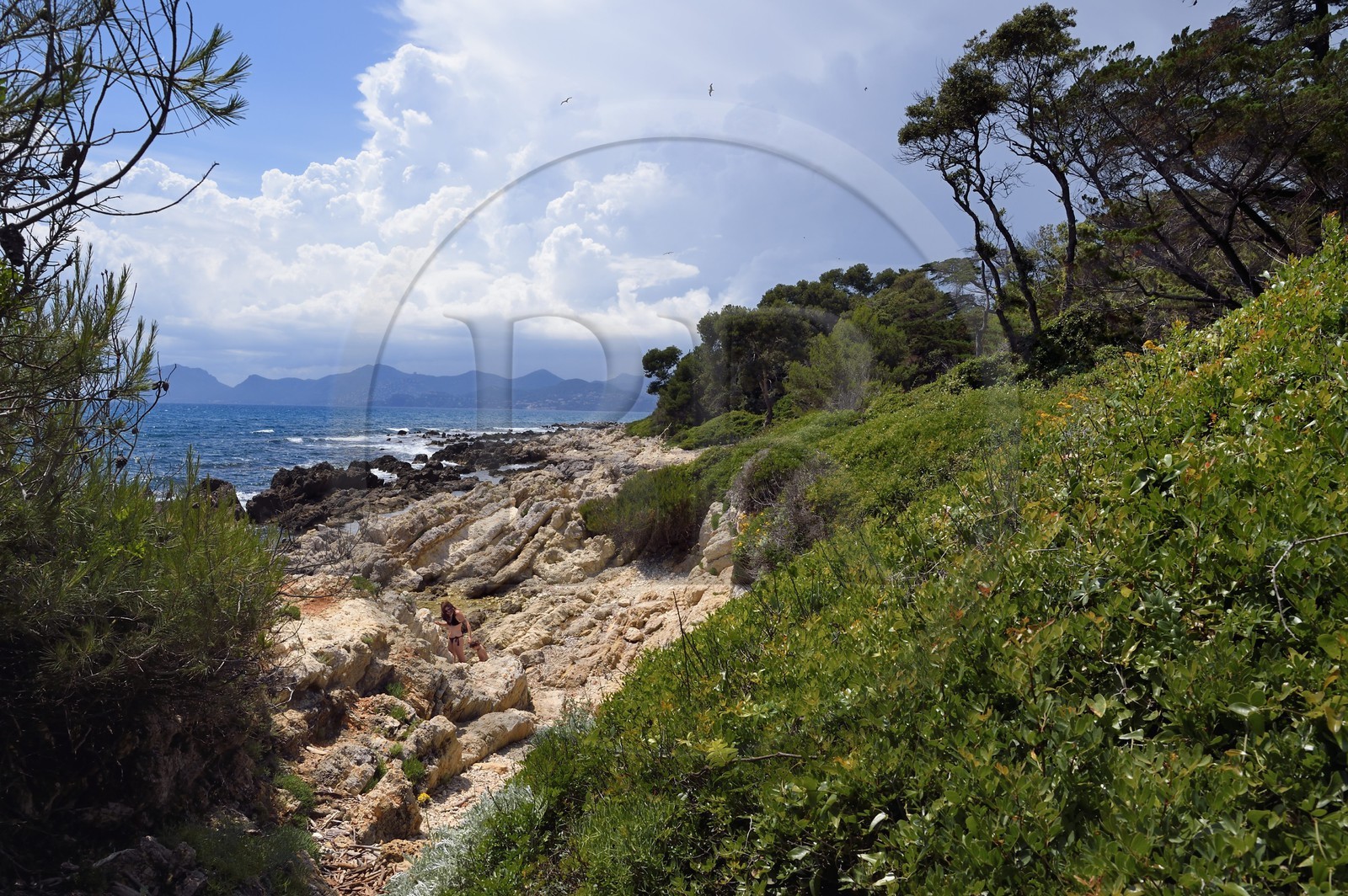 France, Alpes-Maritimes (06), Cannes, Iles de Lérins, la côte de l'Ile de Saint-Honorat et le massif des Maures en arrière plan