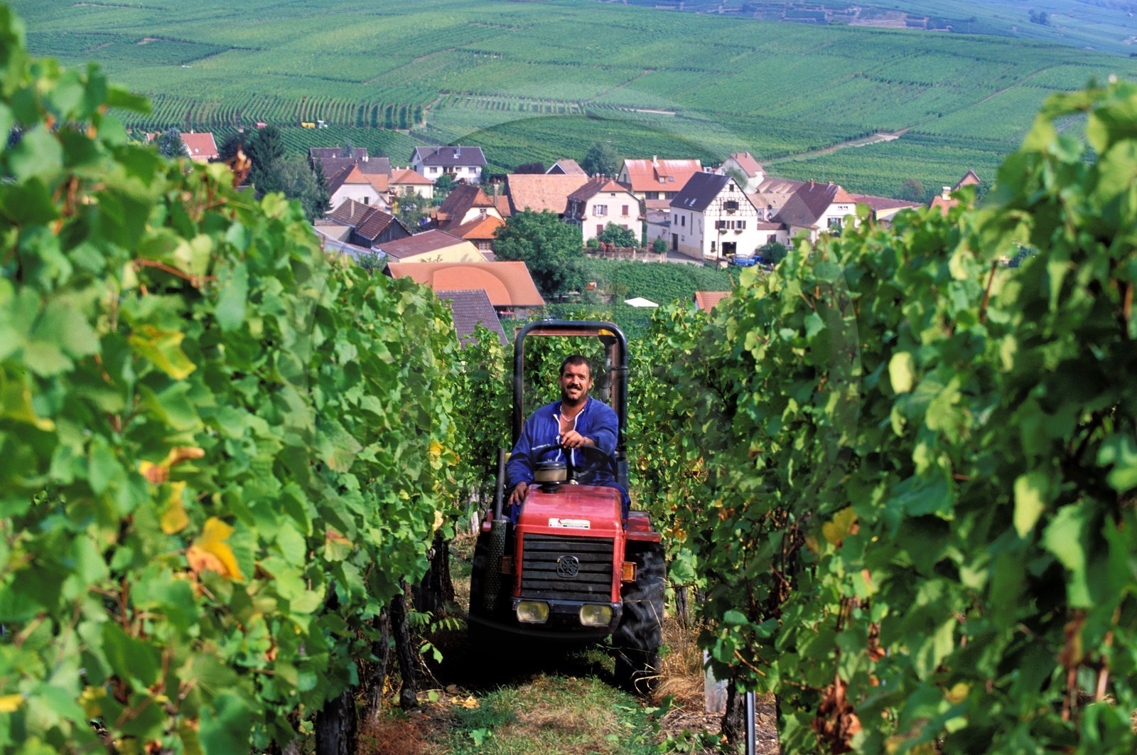 France, Haut-Rhin (68), Route des vins d' Alsace, Hunawihr, labellisé Les Plus Beaux Villages de France, tracteur dans les vignes pendant les vendanges
