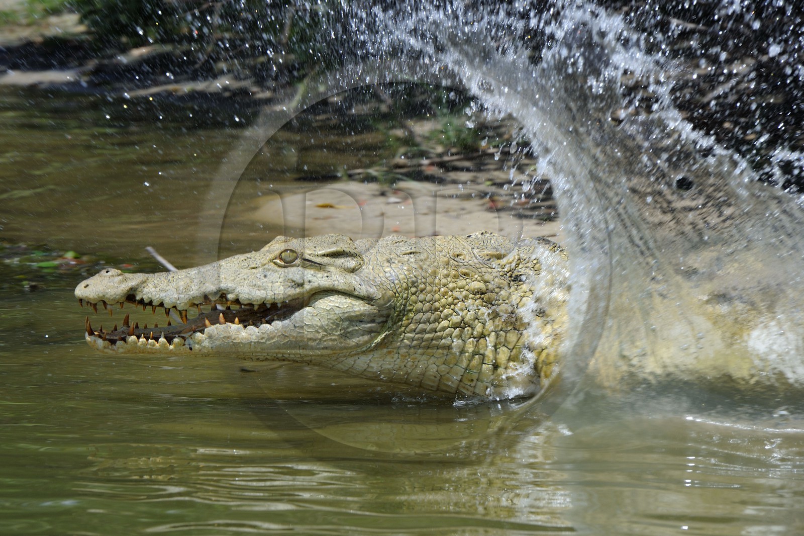 Tanzania, Selous Game Reserve is one of the largest fauna reserves of the world and designated a UNESCO World Heritage Site in 1982, Nile crocodile (Crocodylus niloticus) on the lake Nzerakera from the Rufiji river