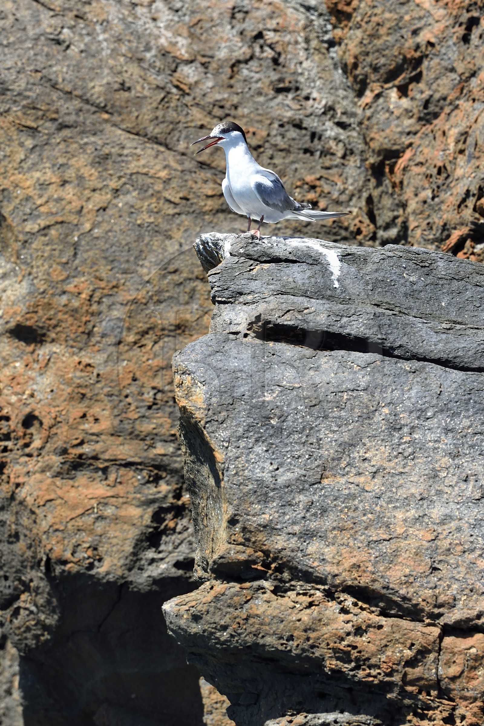 Portugal, Madeira Island, hike in the Ponta de Sao Lourenço nature reserve in the far east of the island, common tern (Sterna hirundo)