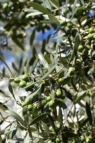 France, Corse-du-Sud (2A), Alta Rocca, Sainte-Lucie-de-Tallano (Santa Lucia di Tallà), olives germaines de Tallano