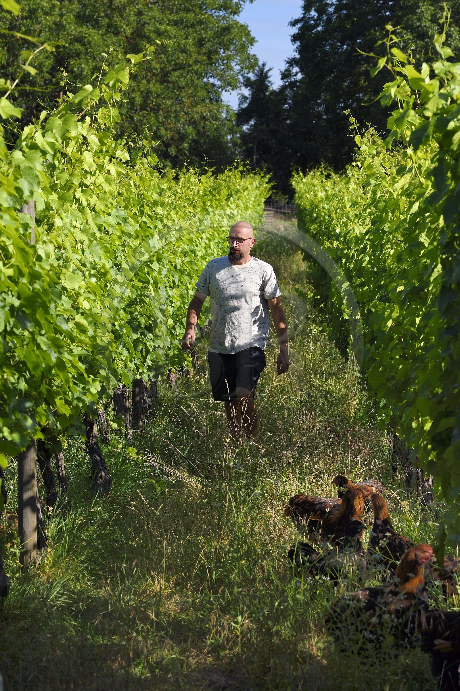 France, Bas-Rhin (67), Route des vins d'Alsace, Traenheim, Domaine viticole MULLER Charles & Fils, le vigneron bio Nathan Muller fait des essais d'implantation de poules dans les vignes pour permettre un entretien bio