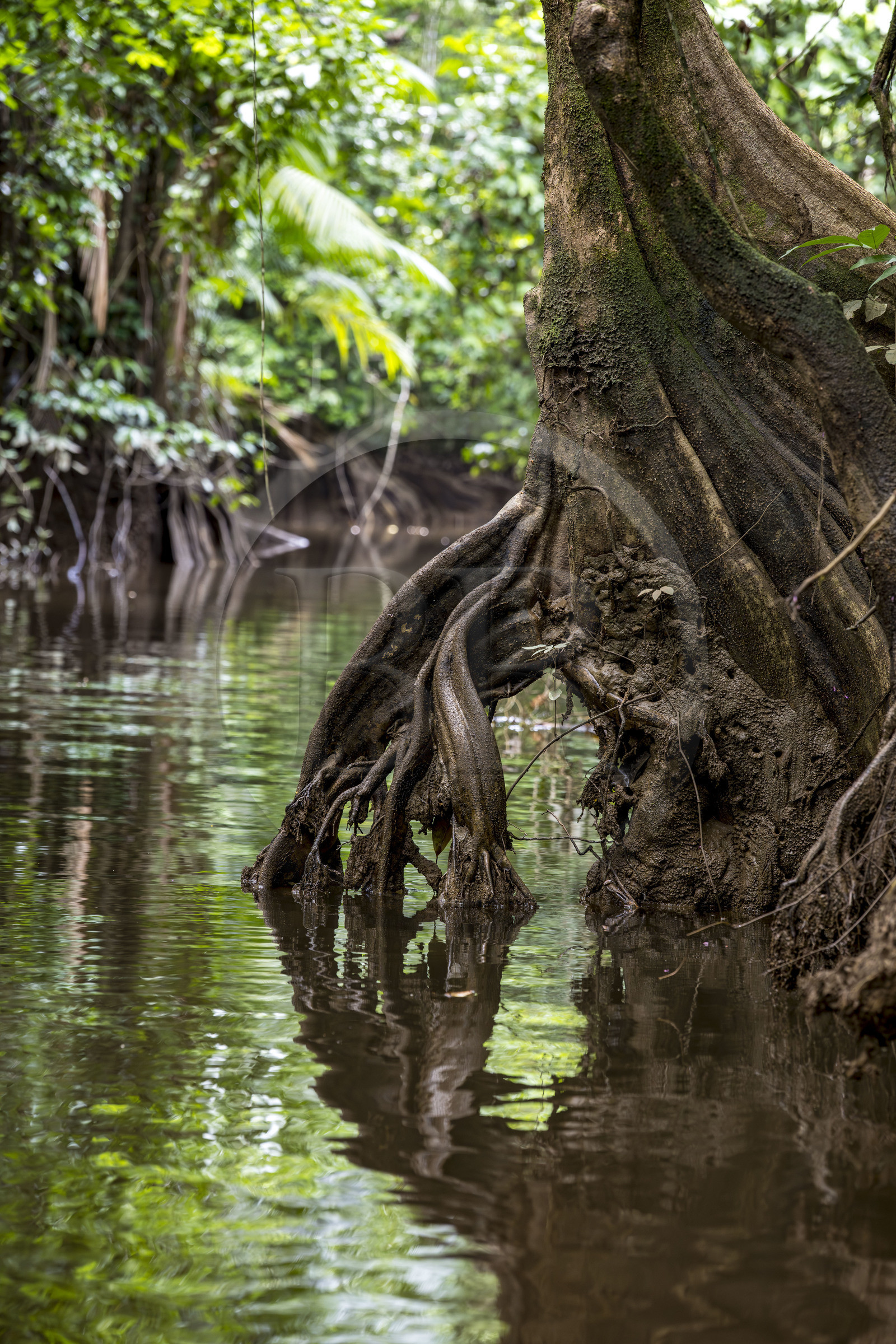 France, Guyane, Kourou, camp Maripas dans la forêt tropicale, Pterocarpus officinalis aux grands contreforts ondulés ou moutouchi-marécage en créole guyanais dans une crique, petite rivière, affluent du fleuve Kourou