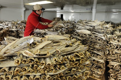 Norvège, Nordland, Iles Lofoten, Ile de Flakstadoy, village restauré de pêcheurs de Nussfjord, ballots de morue sêchée dans un hangar