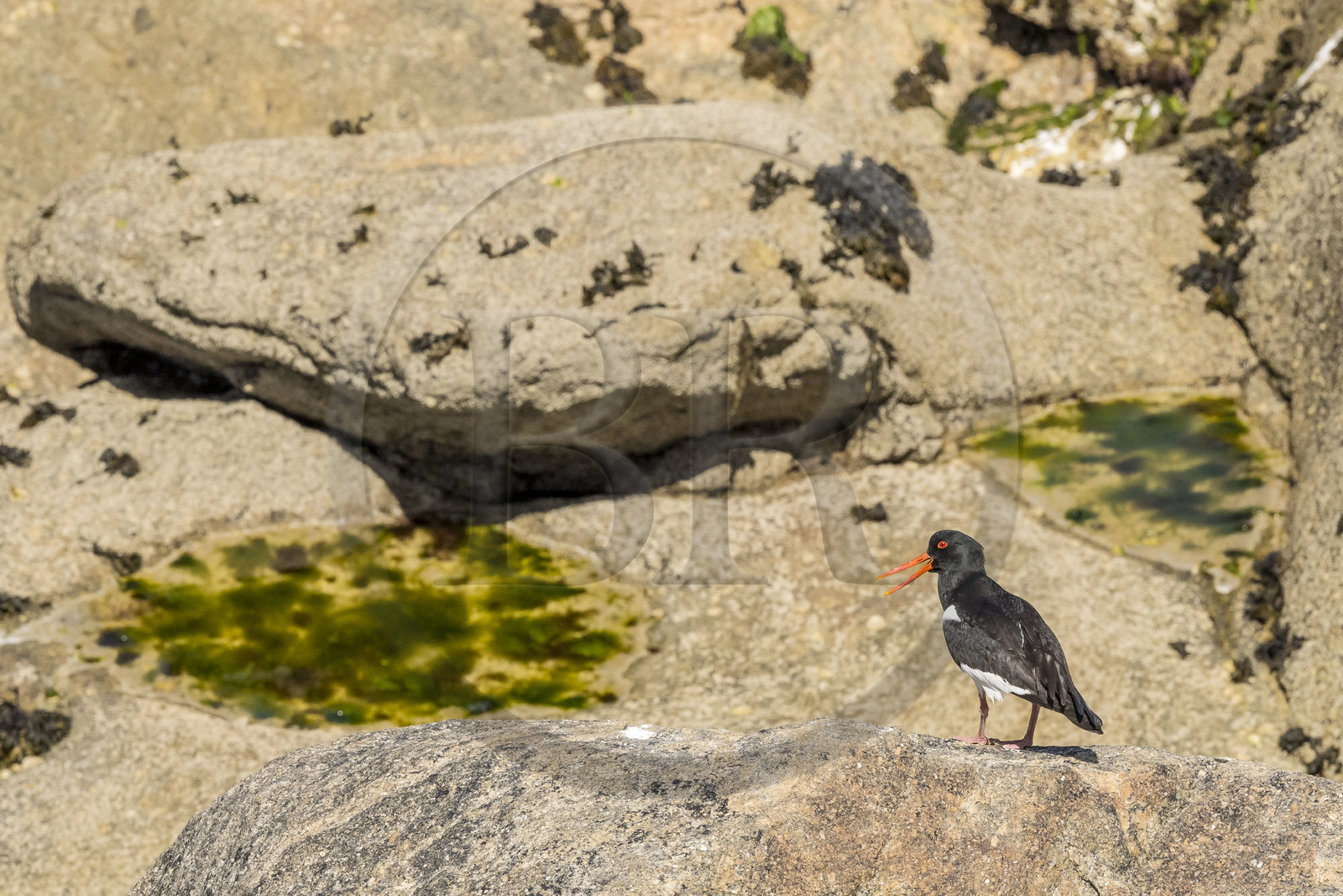 France, Finistère (29), Pays des Abers, Ile Vierge dans l'archipel de Lilia, huitrier pie (Haematopus ostralegus)