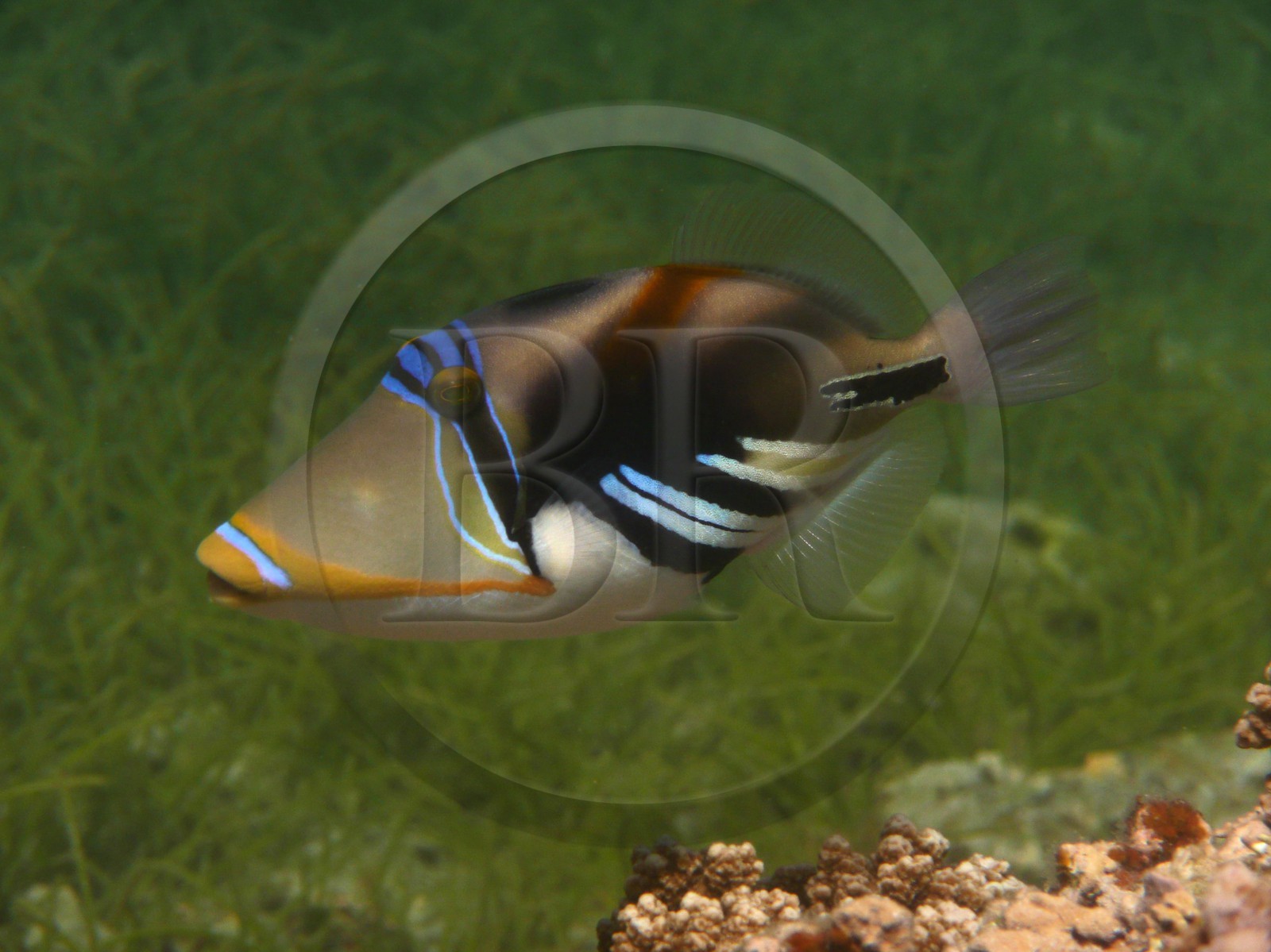 France, île de la Réunion, le récif corallien du lagon de la plage de Saint-Gilles et de l'Ermitage (vue sous-marine)