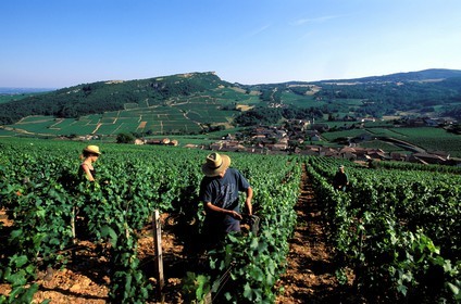 France, Saone et Loire, village of Vergisson and the roche de Solutre (Solutre Rock), work in the vineyard